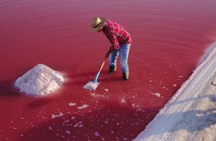 MARSEL Meersalz – 0,2-0,8mm fein - mit Trennmittel: 15kg Sack | Palette