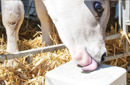 Tiersalz & Staubbindung